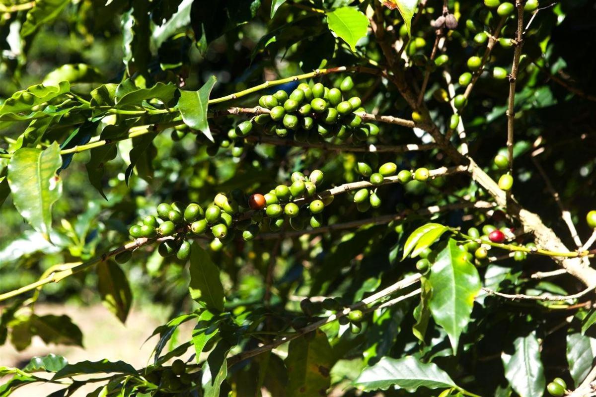 Recanto Dos Cafezais Bueno Brandao Bagian luar foto